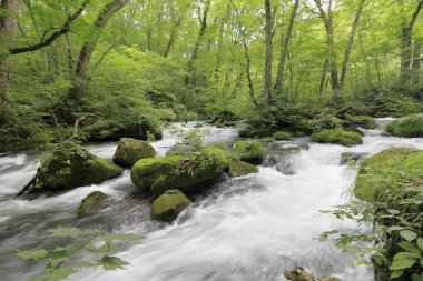 Aşure mevcut Oirase dağ dere: Aomori, Japan