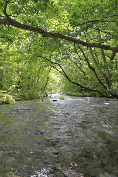 Oirase Mountain Stream Towada Aomori Japan — Stock Photo, Image