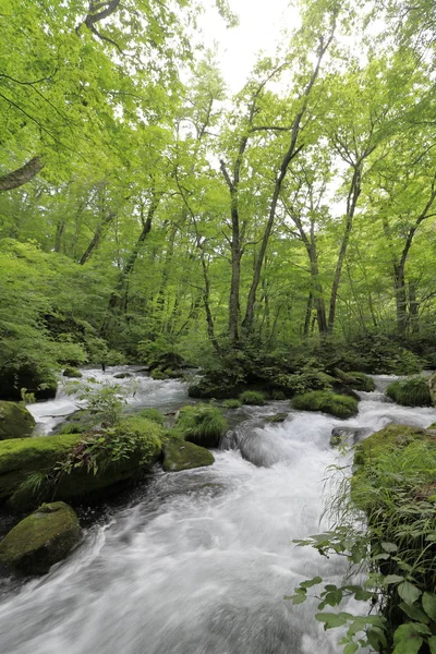 Aszura Prąd Oirase Górskiego Potoku Aomori Japonia — Zdjęcie stockowe