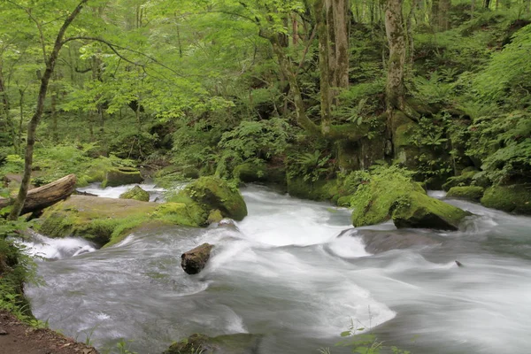 Courant Ashura Ruisseau Montagne Oirase Aomori Japon — Photo