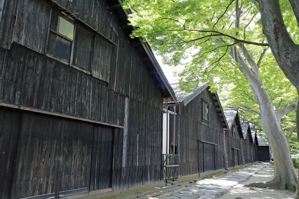 Sankyo Ambar Zelkova Ağaçlarda Sakata Yamagata Japonya — Stok fotoğraf