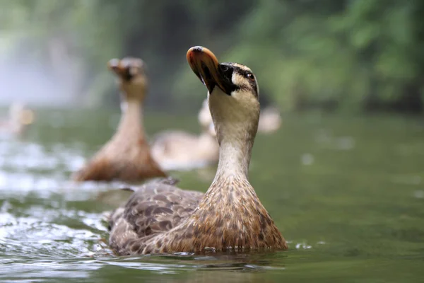 Pato Água — Fotografia de Stock