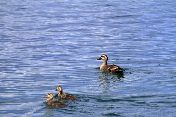 Ente Auf Dem Wasser — Stockfoto