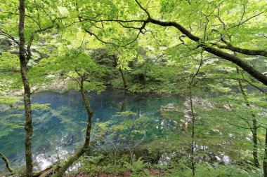 Wakitsubo gölde Shirakami Sanchi, Aomori, Japonya