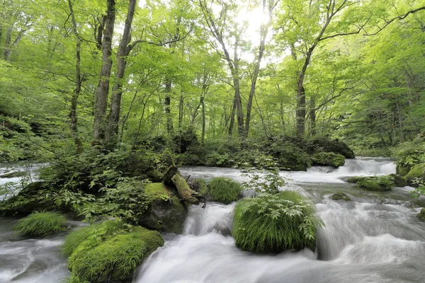 Aszura Prąd Oirase Górskiego Potoku Aomori Japonia — Zdjęcie stockowe