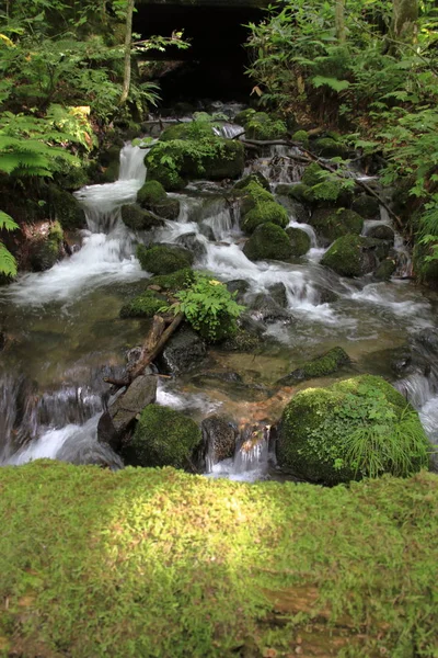 Гірський Струмок Oirase Towada Префектура Аоморі Японія — стокове фото