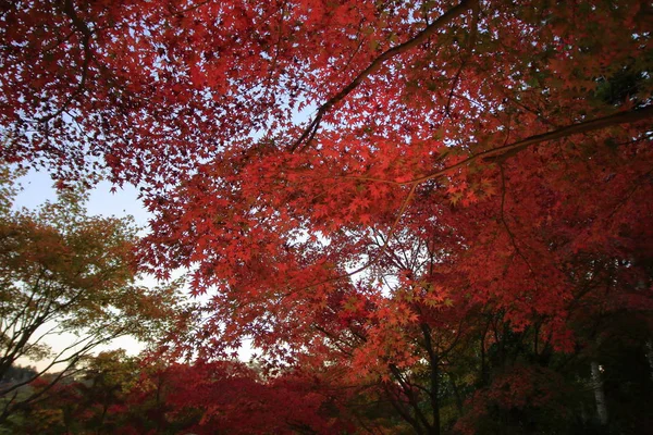 Verlichte Herfstbladeren Shuzenji Shizuoka Japan — Stockfoto