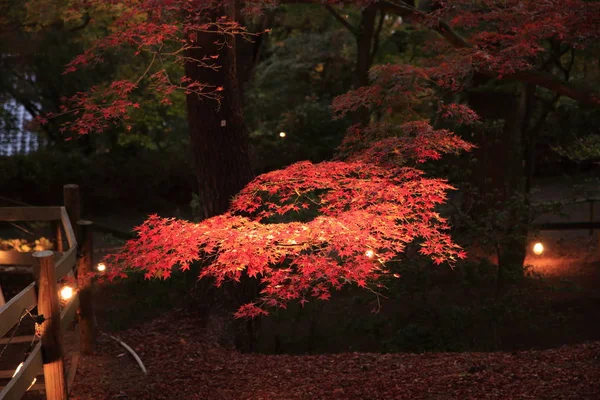 Verlichte Herfstbladeren Shuzenji Shizuoka Japan — Stockfoto