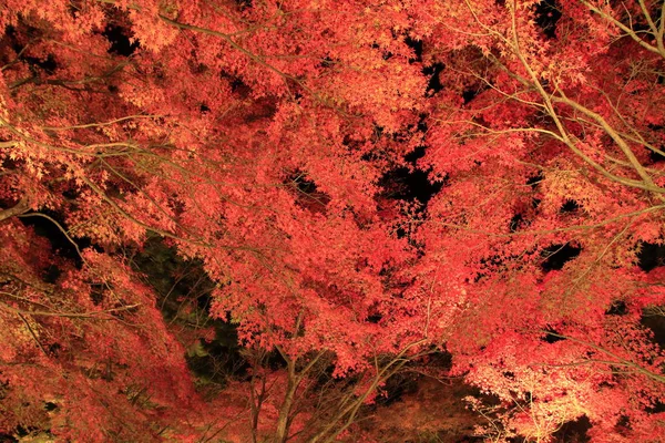 Verlichte Herfstbladeren Shuzenji Shizuoka Japan — Stockfoto