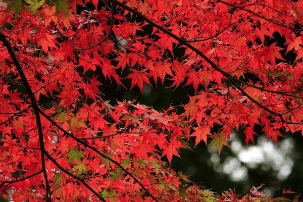 Herfstbladeren Japan Rood — Stockfoto