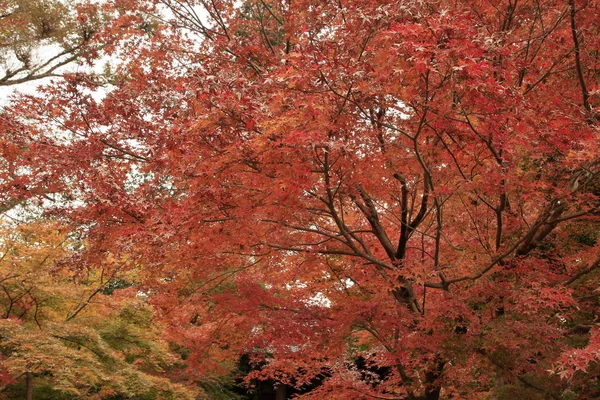 Herbstblätter Japan Rot — Stockfoto