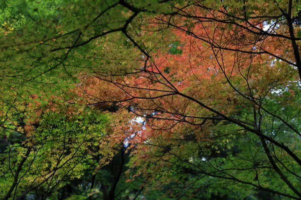 Herbstblätter Japan Rot — Stockfoto