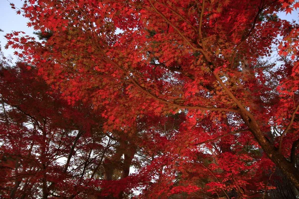 Folhas Outono Iluminadas Shuzenji Shizuoka Japão — Fotografia de Stock