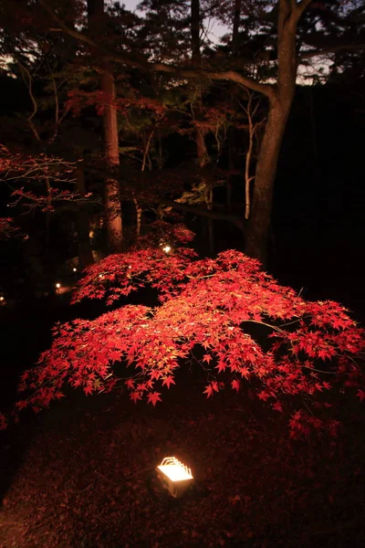 日本静冈县 Shuzenji 的秋叶被照亮 — 图库照片