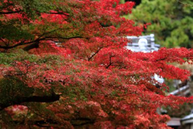 Japonya'da (kırmızı yaprak)