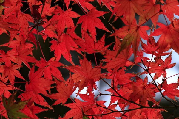 Herbstblätter Japan Rot — Stockfoto