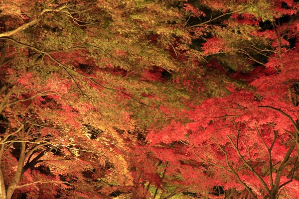 Beleuchtete Herbstblätter Shuzenji Shizuoka Japan — Stockfoto