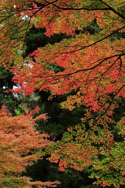 Осіннє листя (червоний ) — стокове фото