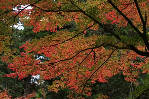 Herbstblätter (rot) — Stockfoto