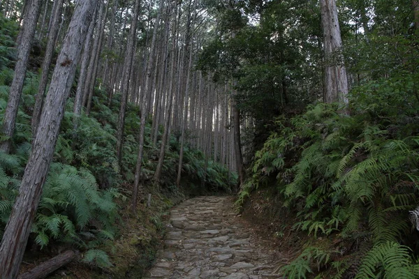 Kumano kodo pilgerwege in wakayama, japan — Stockfoto