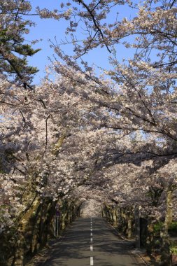 Izu highland, Shizuoka, Japonya kiraz çiçekleri tüneli