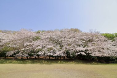 Inatori dağlık kesimindeki kiraz ağaçları, Higashi Izu, Shizuoka, Japonya