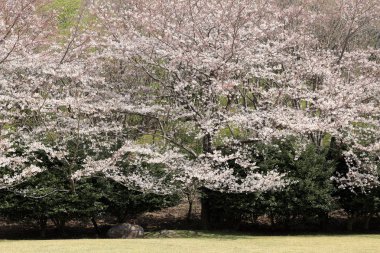 Inatori dağlık kesimindeki kiraz ağaçları, Higashi Izu, Shizuoka, Japonya