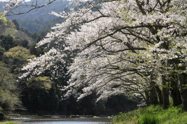 satır boyunca nehir Naka Nehri, Izu, Japonya kiraz çiçeği ağaçlarının
