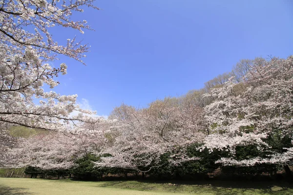 静岡県東伊豆市稲取高原の桜並木 — ストック写真