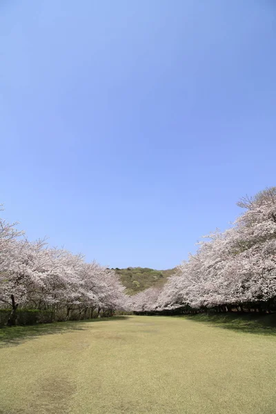 Hilera de cerezos en las tierras altas de Inatori, Higashi Izu, Shizuoka, Japón — Foto de Stock