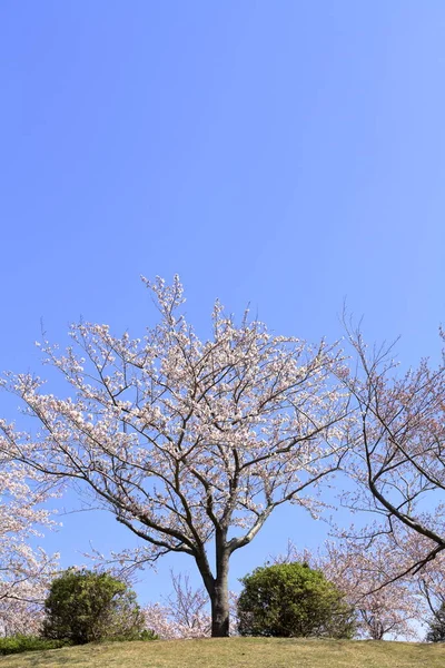 Fileira de cerejeiras em Inatori highland, Higashi Izu, Shizuoka, Japão — Fotografia de Stock