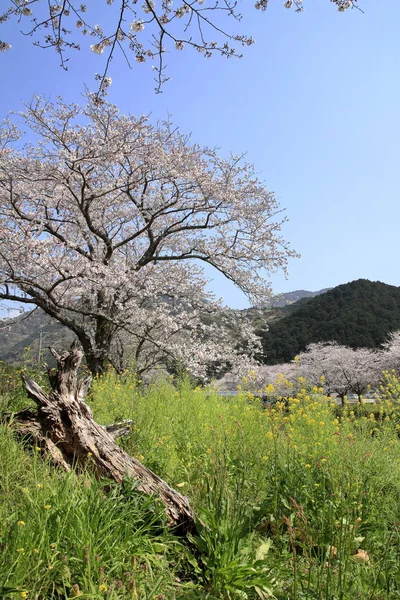 Hilera de cerezos en flor y campo de colza a lo largo de la orilla del río Naka, Izu, Japón — Foto de Stock