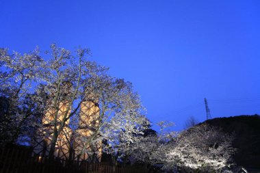 Izu, Shizuoka, Japonya (gece sahnesi Nirayama reverberatory fırınlar ve kiraz çiçekleri)