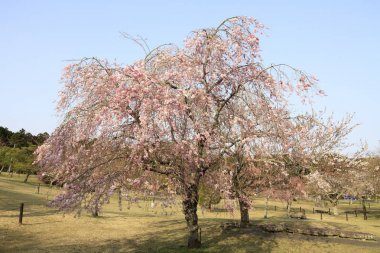 Sakura kiraz ağacında ağlayan yok sato, Izu, Shizuoka, Japonya