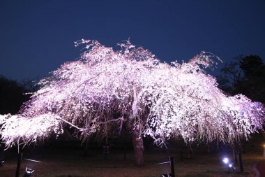 Sakura no sato, Izu, Shizuoka, Japonya 'da ağlayan kiraz ağacı (gece sahnesi))