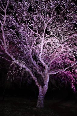 Sakura no sato, Izu, Shizuoka, Japonya 'da ağlayan kiraz ağacı (gece sahnesi))