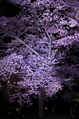 Sakura 'da kiraz çiçekleri sato yok, Izu, Shizuoka, Japonya (gece sahnesi)