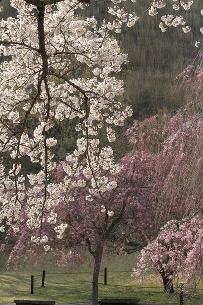 Wiśniowe kwiaty w Sakura nie sato, Izu, Shizuoka, Japonia — Zdjęcie stockowe