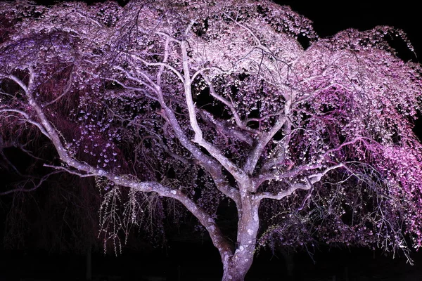 Huilende kersenboom in Sakura no sato, Izu, Shizuoka, Japan (nacht scène) — Stockfoto