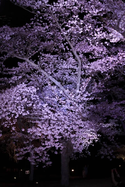 Цветение сакуры в Сакуре но сато, Идзу, Сидзуока, Япония (ночная сцена) — стоковое фото