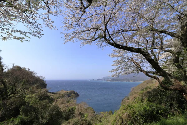 Třešňové květy a Dogashima, Izu, Šizuoka, Japonsko — Stock fotografie