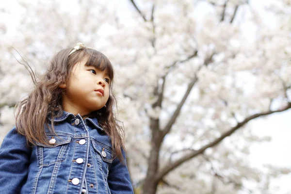 Niña japonesa y flores de cerezo (4 años) ) — Foto de Stock