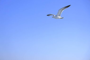 mavi gökyüzü altında uçan martı