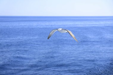mavi deniz üzerine uçan martı