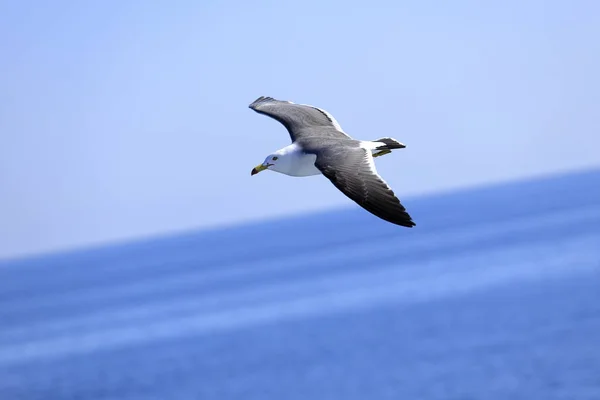 Gaivota voando sobre o mar azul — Fotografia de Stock