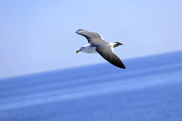 Mouette survolant la mer bleue — Photo