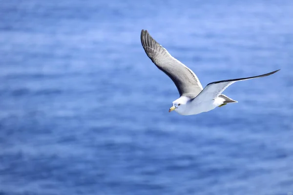 Sirály repül a kék tenger — Stock Fotó