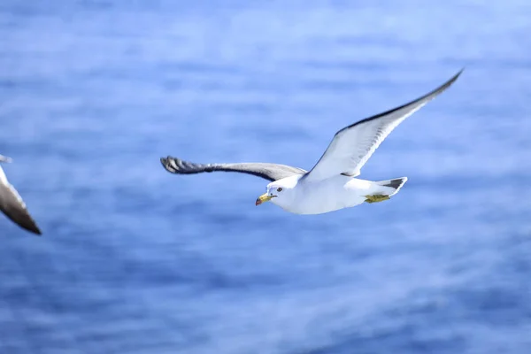 Mouette survolant la mer bleue — Photo