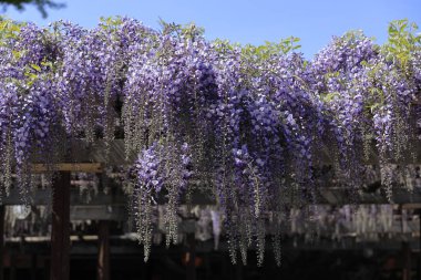 Wisteria çardak