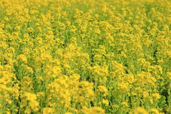 Champ de colza au début du printemps du Japon — Photo